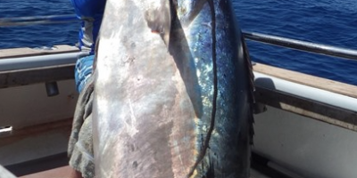 world record dog tooth tuna.png